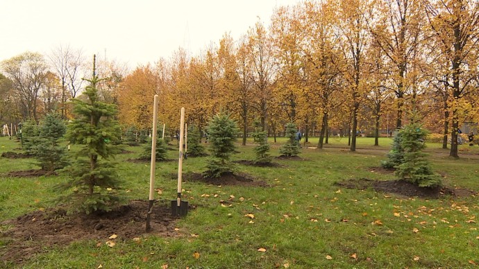 В парке 300-летия появилась новая аллея: в честь годовщины Великой Победы высадили 80 елей В парке 300-летия появилась новая аллея: в честь годовщины Великой Победы высадили 80 елей