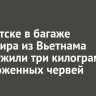 В Иркутске в багаже пассажира из Вьетнама обнаружили три килограмма замороженных червей