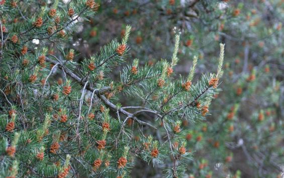 Полиция Курска напомнила о штрафах за незаконную вырубку новогодних елок Полиция Курска напомнила о штрафах за незаконную вырубку новогодних елок