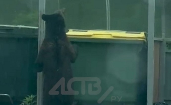 Медведь на Сахалине пытался найти еду на помойке