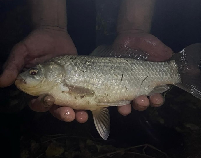 Повара школьных столовых в Костроме будут готовить рыбу и овощи по секундомеру