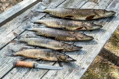Щуки и воблы в Волге станет больше