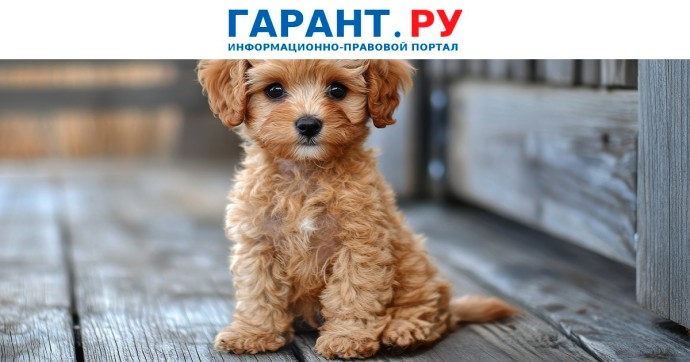 Хозяйка мальтипу взыскала более 130 тыс. с владельца напавшей на питомца собаки Хозяйка мальтипу взыскала более 130 тыс. с владельца напавшей на питомца собаки