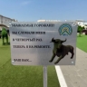 Улан-удэнцы оторвали топиариям глаза и разорвали лапы