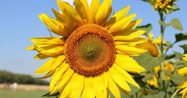 В Башкирии собрали рекордный урожай масличных культур