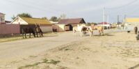 Бездомного кабанчика из Астрахани будут реабилитировать в Волгограде