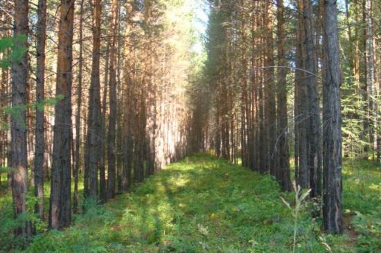 Мероприятия по уходу за лесами начались в Иркутской области