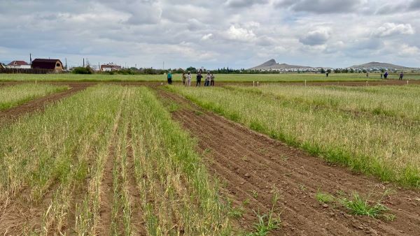 В Бурятии учёные испытывают новый биостимулятор для пшеницы