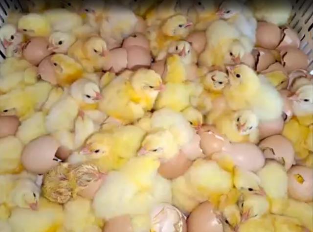 Жительница Башкирии разводит экзотических птиц благодаря социальному контракту Жительница Башкирии разводит экзотических птиц благодаря социальному контракту