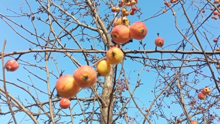 Что нужно сделать жителям Башкирии в ноябре в саду — эксперт