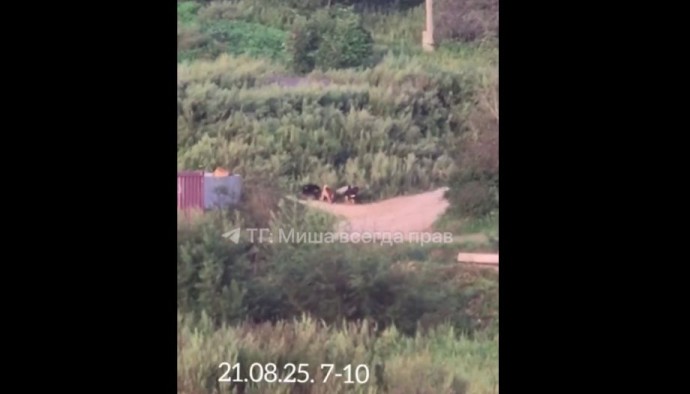 Агрессивные собаки продолжают терроризировать отдыхающих на Щитовой