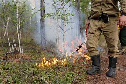 Лес загорелся около ЗАЭС после удара ВСУ