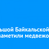 На Большой Байкальской тропе заметили медвежонка