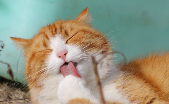 Названы самые популярные клички собак и кошек на Сахалине: Тузик в числе аутсайдеров Названы самые популярные клички собак и кошек на Сахалине: Тузик в числе аутсайдеров