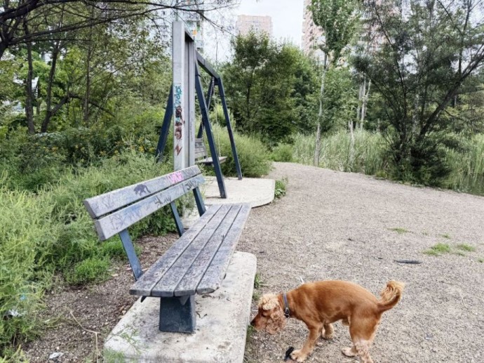 Мэрия Владивостока отправляет спор о новых площадках для собак на третий виток