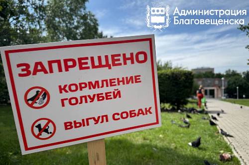 Благовещенцам запретили кормить голубей в сквере