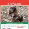 Вознаграждение 100 тысяч рублей за таксу: в Приморье ищут собаку