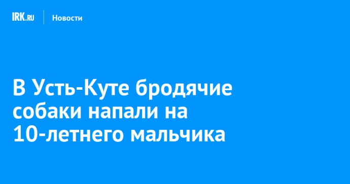 В Усть-Куте бродячие собаки напали на 10-летнего мальчика