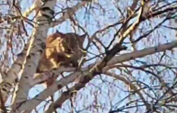 В посёлке Бурятии объявился очаровательный рысёнок В посёлке Бурятии объявился очаровательный рысёнок