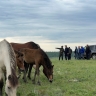 В Бурятии оценили новую местную породу лошадей