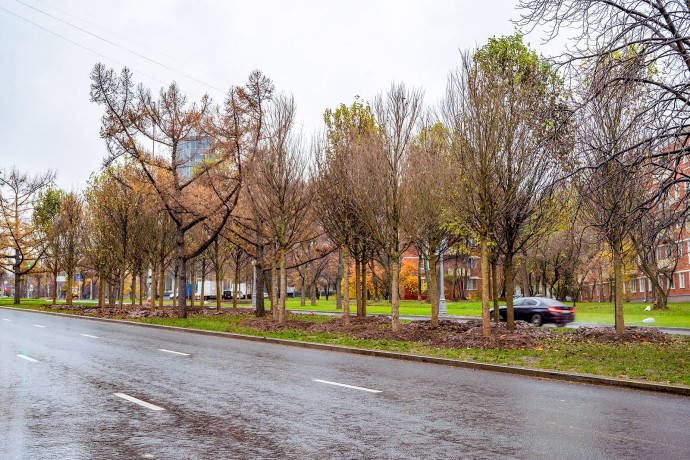 Липы, дубы и барбарис украсят Профсоюзную улицу и проспект 60-летия Октября Липы, дубы и барбарис украсят Профсоюзную улицу и проспект 60-летия Октября