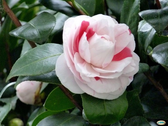 Подснежники зацветают при минусовой температуре — Ciceksel