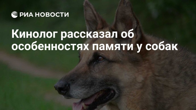 Кинолог рассказал об особенностях памяти у собак