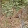 В Приамурье запечатлели дневную прогулку рыси