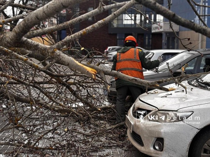 В Белгороде продолжают уборку поваленных ветром деревьев