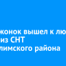 Медвежонок вышел к людям в одном из СНТ Усть-Илимского района