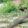 В Башкирии лось бегал около промышленного предприятия