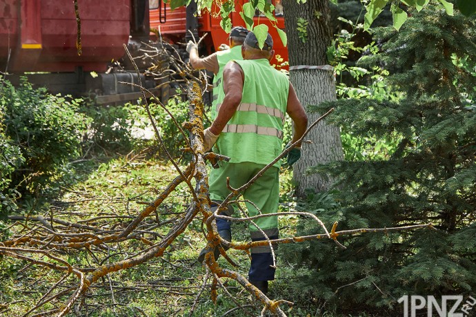 Уничтожение ясеней в Пензе: чиновники рассказали, как будут исправлять ситуацию