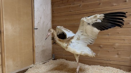 О спасении белоснежного стерха рассказали в компании «Нордголд»