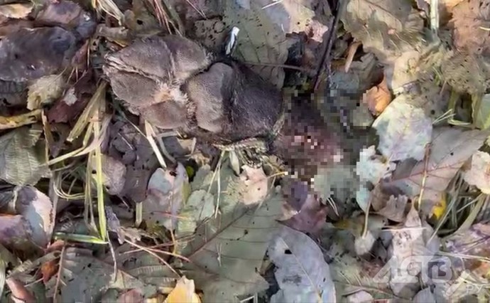 Четырех разделанных собак обнаружили горожане на окраине Южно-Сахалинска Четырех разделанных собак обнаружили горожане на окраине Южно-Сахалинска