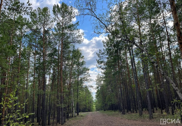 Якутии удалось многократно сократить ущерб лесному фонду от пожаров