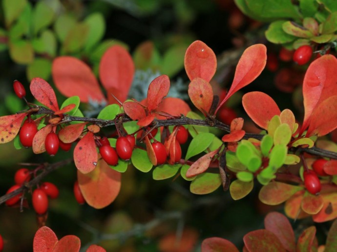 Перед зимой барбарису требуется санитарная обрезка и защита корней Перед зимой барбарису требуется санитарная обрезка и защита корней