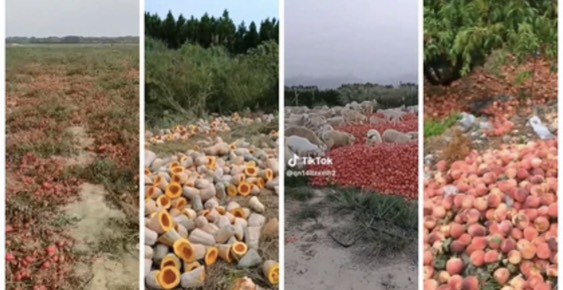 «Покажем Санду наши помидоры!»: более тысячи хозяйств могут обанкротиться в Молдове «Покажем Санду наши помидоры!»: более тысячи хозяйств могут обанкротиться в Молдове