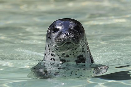 Тюлень запрыгнул на судно к фотографу и спасся от кровожадных китов-убийц Тюлень запрыгнул на судно к фотографу и спасся от кровожадных китов-убийц