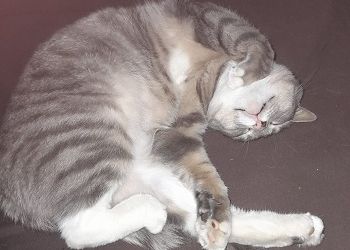 Водолеям хватит своих проблем, Козерогам нельзя терять ни минуты Водолеям хватит своих проблем, Козерогам нельзя терять ни минуты