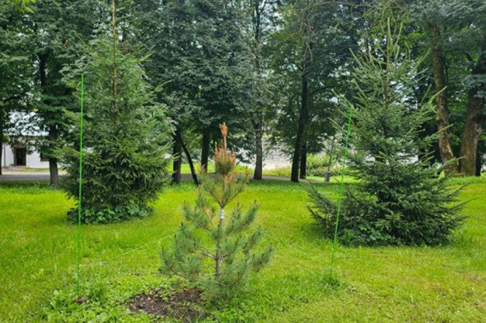 В Великом Новгороде высадили в этом году более 400 молодых деревьев