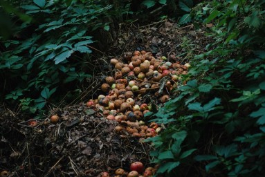 Россельхознадзор нашёл 17 несанкционированных свалок в Пензенской области