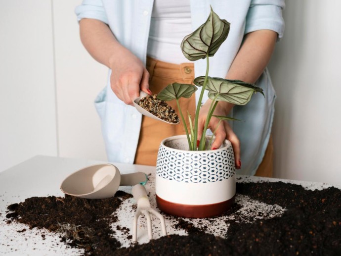 Компост, перлит и вермикулит применяют для улучшения почвы в горшках — Actualno