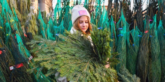 В Москве открылось более 250 елочных базаров В Москве открылось более 250 елочных базаров