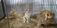 Количество собак и кошек в квартире предложили ограничить до двух