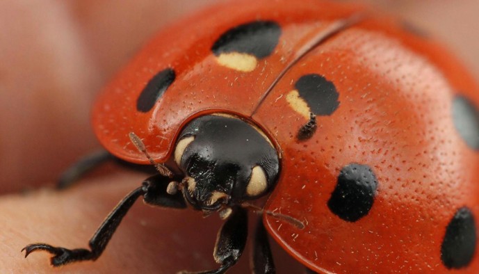 «Шестиногий аллигатор». Какие божьи коровки мешали белгородцам этой осенью «Шестиногий аллигатор». Какие божьи коровки мешали белгородцам этой осенью