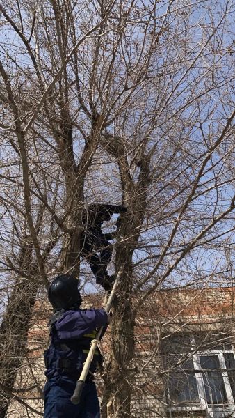 Вороны устроили массовое нападение на людей в Астрахани