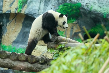 Панде Катюше из Московского зоопарка подарили бамбуковые санки