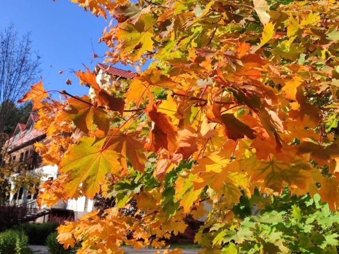 Метеорологи рассказали, когда ожидать первые заморозки в Пермском крае Метеорологи рассказали, когда ожидать первые заморозки в Пермском крае