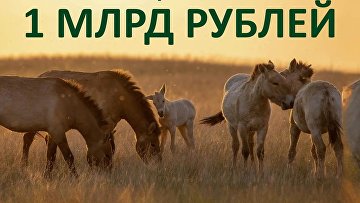 Президентский фонд природы профинансирует 164 экологических проекта
