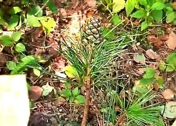 Уникальное природное явление заметили в Приамурье
